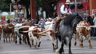 Go behind the scenes of Fort Worth Stockyards' iconic cattle drive