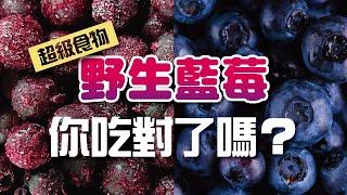 野生藍莓和藍莓一樣嗎｜Wild Blueberry  vs cultivated｜Celery Juice 2021