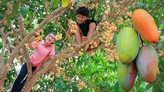 Multi fruit harvesting for eating with my brothers | Juicy mango beverage | Multi fruit eating