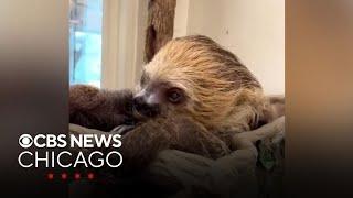 See a sloth with the hiccups, and find out how to stop your hiccups