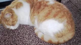 Zuki