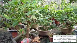 Bán cây ỔI ĐÔNG DƯ bonsai GỐC TO