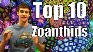 Top 10 Zoanthids and Palythoas -for Reef Tanks