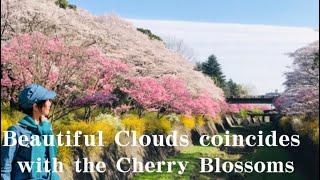 Cherry blossoms HEAVEN on EARTH /昭和記念公園@Neneng Jenn