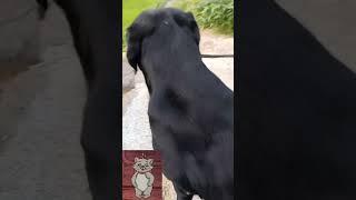 【正版阿哲的露营️生活】我骑行和拉登分开了十多天，拉登在爷爷奶奶身边每天帮着爷爷奶干活，拉登真的太懂事了 #阿哲 #骑行西藏 #流浪狗