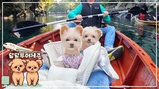 쌍둥이 강아지랑 카약을 탔는데..아오 