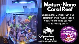 Mature Red Sea Max Nano reef tank update and shopping for Goniopora at Signature Frags 