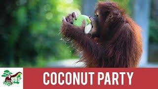 Coconut Party | BOS Foundation