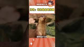 海豹：你懂什么，這叫酷豹#海豹 #萬萬沒想到 #鰻魚