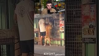 ЛУЧШИЕ ПИТОМЦЫ ️️️#Shorts #Глент