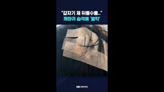 "갑자기 제 뒤통수를.." 까마귀 습격에 '발칵' #shorts