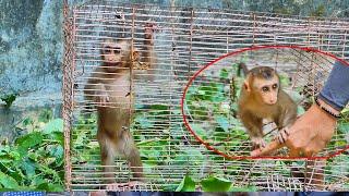 Breakingnews!There is an abandoned baby pigtail monkey release at the Sovana team today, April 1, 24