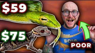 The BEST Reptiles For POOR PEOPLE!