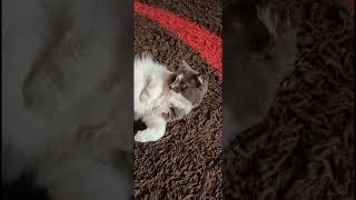 Котик #shorts #котики