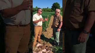 Nathan-Hershey-Soybeans - Raw Video