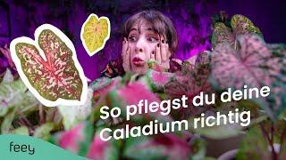 Caladium (Buntwurz) richtig pflegen – der komplette Guide  | feey Pflanzenlexikon