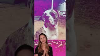 Paws and Punchlines: Hilarious French Bully Takes the Stage! #funnydogs #standupcomedy #best #pets