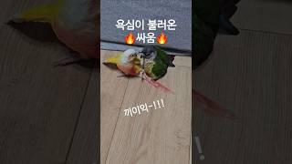 장군이는 욕심쟁이 폭군 앵무새        #코뉴어 #앵무새 #앵집사  #그린칙 #옐로우사이드 #썬칙 #집사 #반려동물 #conure #parrot #greencheek #pets