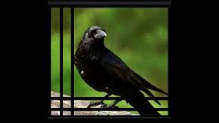 The Opposition - Crow of Judgement Saga