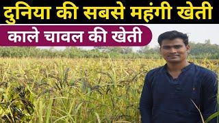 दुनिया के सबसे महंगे काले चावल की खेती करने की पूरी जानकारी || Black Rice Farming in india