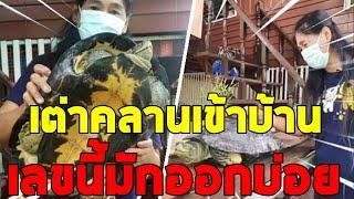 น้ำท่วม!เต่าตัวเขื่อง ปลิงเกาะเต็มกระดอง คลานเข้าบ้าน หลังน้ำท่วม คอหวยแห่ส่องเลขบ้าน เชื่อมาให้โชค