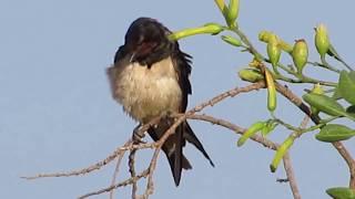 Barn swallow (Hirundo rustica)  Σταβλοχελίδονο - Χελιδόνι - Cyprus