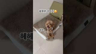 뭐가 됐든! 세상에서 가장 행복한 강아지 #happy #차노을 #푸들 #강아지 #강아지영상 #애견영상 #귀여운강아지 #cutedog #cute #pets