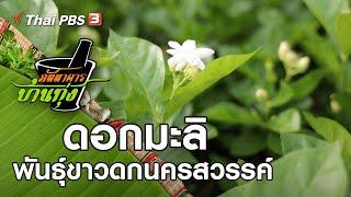 ดอกมะลิพันธุ์ขาวดกนครสวรรค์ : ภัตตาคารบ้านทุ่ง (22 ส.ค. 63)