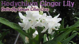 Hedychium Ginger Lily Info: Caring tips for Butterfly Ginger Lilies, Scanted Flower of India