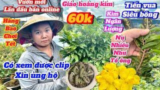 17-10️0357003719 gặp TrangVườn mới lần đầu bán giá chỉ từ 60k Giảo hoàng Kim -Tiến Vua Siêu nụ