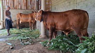 20 Juta Di Tolak Simbah‼️Sapi Pedet Plosok