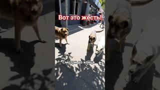 На нас напали три пса — как отреагировал мой!‍ #собаки #нападениесобаки #реакциясобаки #пёс #пес