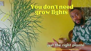 You don’t need grow lights : how to style a dark room with no grow lights! Low light plants and tour