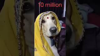 kutte ki shaadi per ladka #new dance#funny #10million #club#