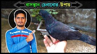 নতুন কবুতরকে ঘর চেনানোর উপায়  Jactok পাখি ভাইয়া