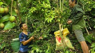 The Orphan Boy - Going to the Forest with Uncle to Prune Trees to Get Bad Fruits and Grow Vegetables