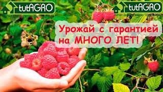 МАЛИНА БУДЕТ ОЧЕНЬ УРОЖАЙНОЙ БЕЗ ГНИЛИ и БОЛЕЗНЕЙ на МНОГИЕ ГОДА. Только, пожалуйста, сделайте ТАК!