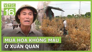 Mùa hoa không màu ở Xuân Quan | VTC16