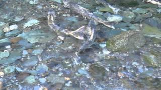 BEST Salmon spawning Sheep Creek Juneau Alaska