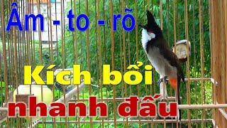 Luyện cho chào mào bổi hót | luyện giọng chào mào hót sáng kích bổi hót đấu căng lửa. chao mao hot