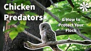 Chicken PREDATORS : How To Protect Your Chicken Flock