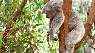 Koala Documentary | Australian Koalas | Cute Koala Bears | The Koala Bear | Animal & Nature Film