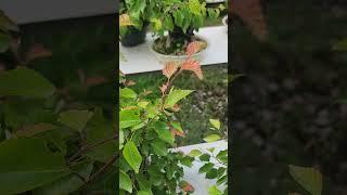 소사나무에 피는 여름꽃? #bonsai#예솔분재원 #소사나무
