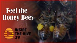 Honey bee work to ease anxiety - try it - Apitherapy