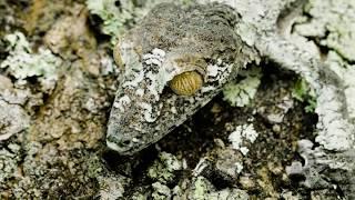 5 Great Gecko Facts