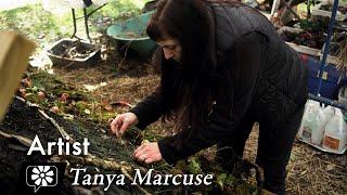 Tanya Marcuse: Artist