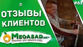 ОТЗЫВЫ КЛИЕНТОВ - САЖЕНЦЫ "МЕГАСАД" | Персик "Коллинз", Хурма "Божий дар"