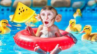 Monkey Challenge with Colorful Ball Pool with Duckling | Miko Monkey Animal