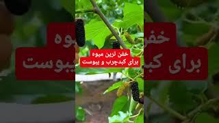 درمان کبد چرب با این میوه#کبد #کبدچرب #کبد_چرب #خواص #درمان