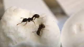 Ants and marshmallow.